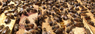 Bienenprojekt 6a