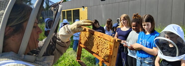 Bienenprojekt