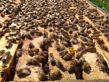 Unser Bienenvolk